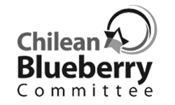 Chilean blueberry